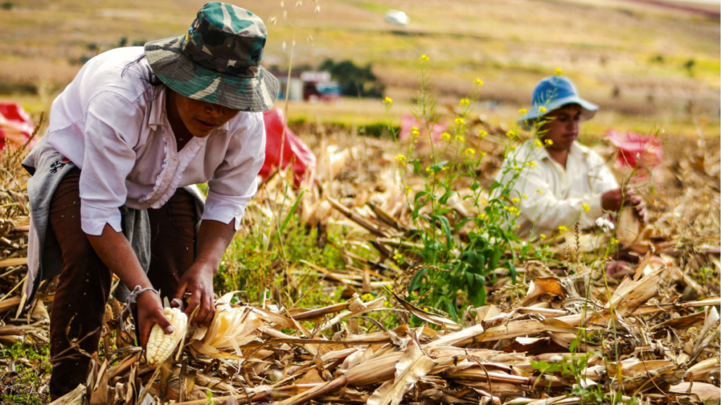 Trabajadores realizan labores agrícolas en un cultivo.