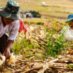 Trabajadores realizan labores agrícolas en un cultivo.