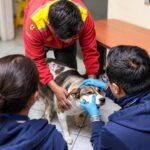 Personal con guantes atiende a un perro sobre una mesa.