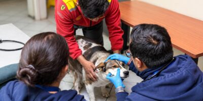 Personal con guantes atiende a un perro sobre una mesa.