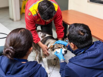 Personal con guantes atiende a un perro sobre una mesa.