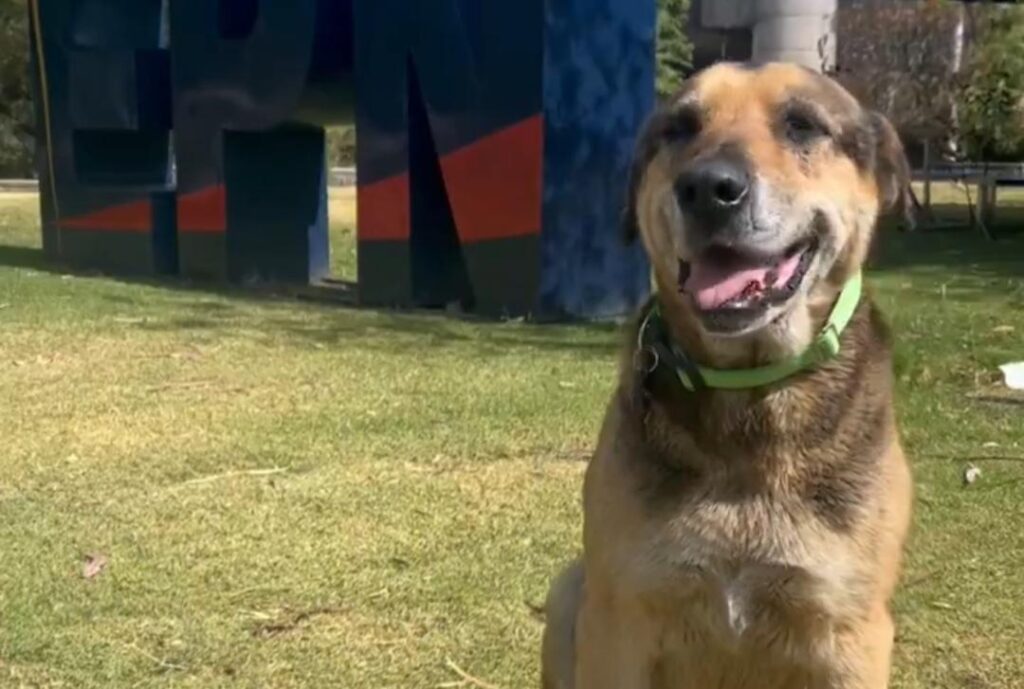 El perro Max sentado sobre el césped junto a una estructura de entrenamiento.