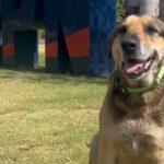 El perro Max sentado sobre el césped junto a una estructura de entrenamiento.