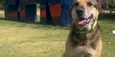 El perro Max sentado sobre el césped junto a una estructura de entrenamiento.