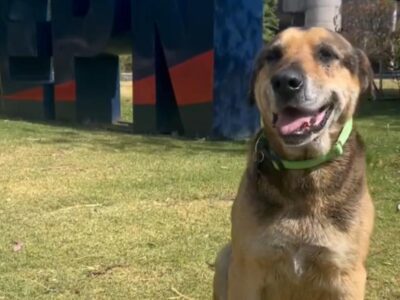 El perro Max sentado sobre el césped junto a una estructura de entrenamiento.